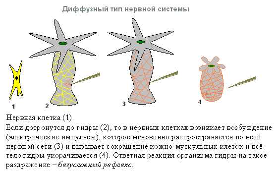 Ссылки в тор